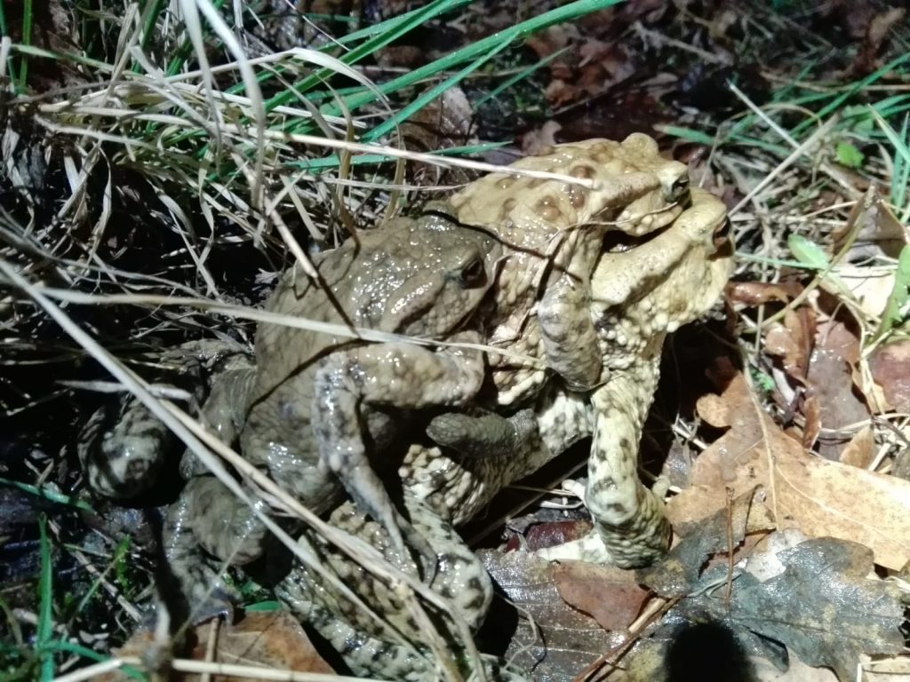 Rospi e rane in strada, scatta l'operazione salvataggio