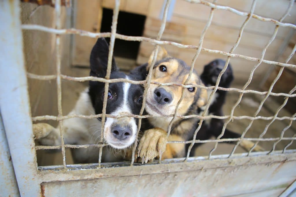 Esenzione dalla Tari per chi adotta un cane dal canile