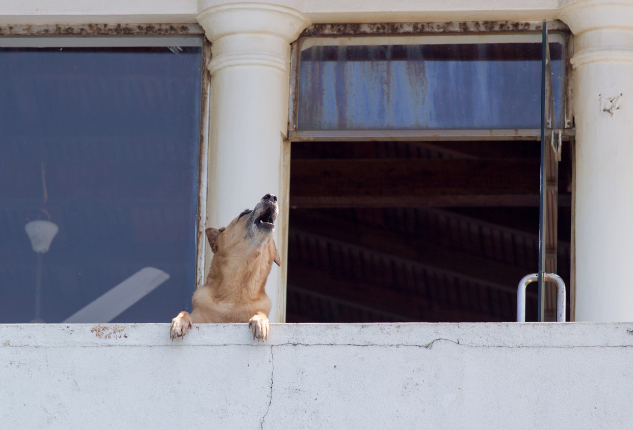 La palazzina crolla, ma il cane eroe abbaia e salva tutti