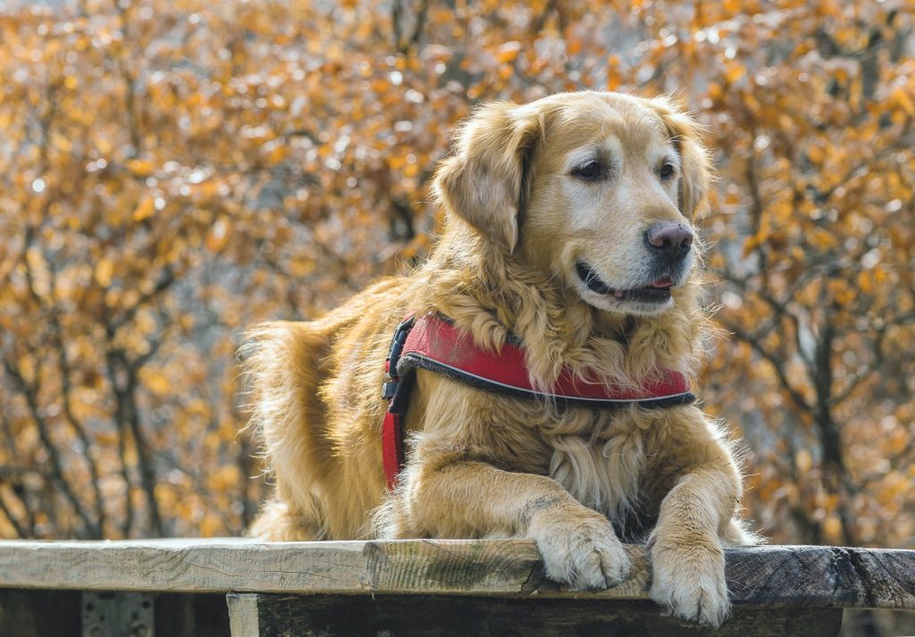 I cani più popolari su Instagram