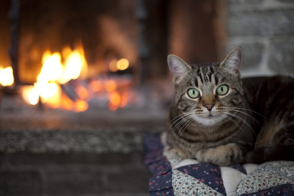 Stufa a fuoco di notte, artista dei fiori salvato dai gatti