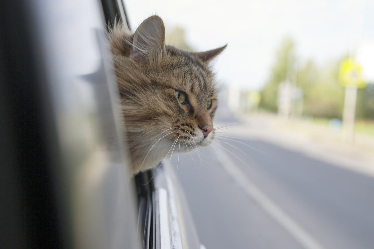 Gatto smarrito e ritrovato, BlaBlaCar lo riporta a casa