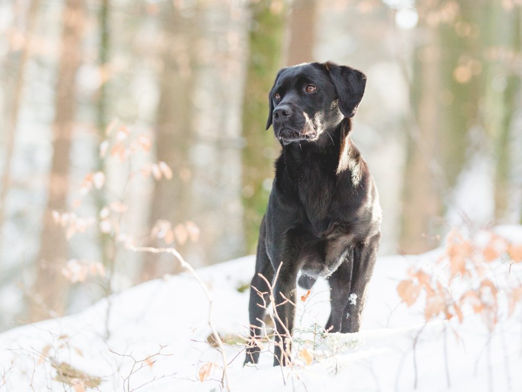 Raduno cani Labrador