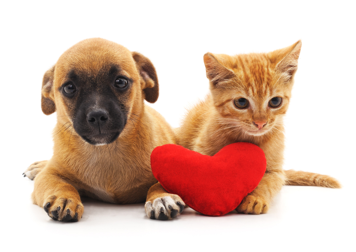 San Valentino, tutte le iniziative dalla parte degli animali