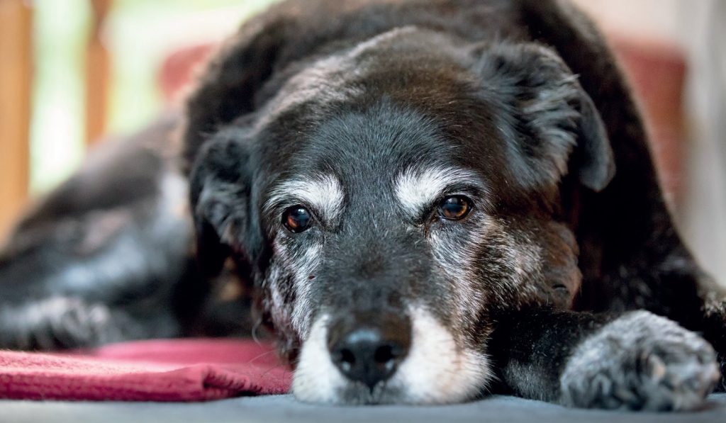 "Baffi d'argento", l’ospizio per cani anziani