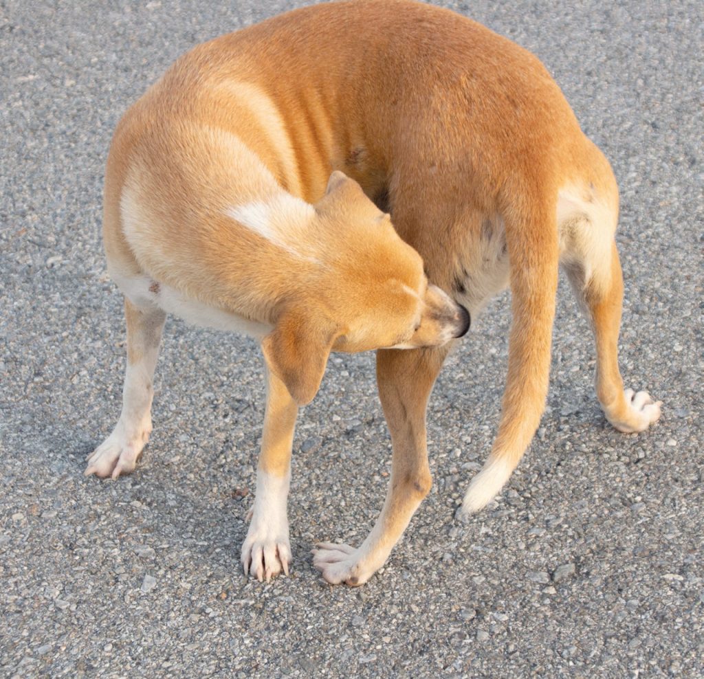 I cinque comportamenti più strani dei cani