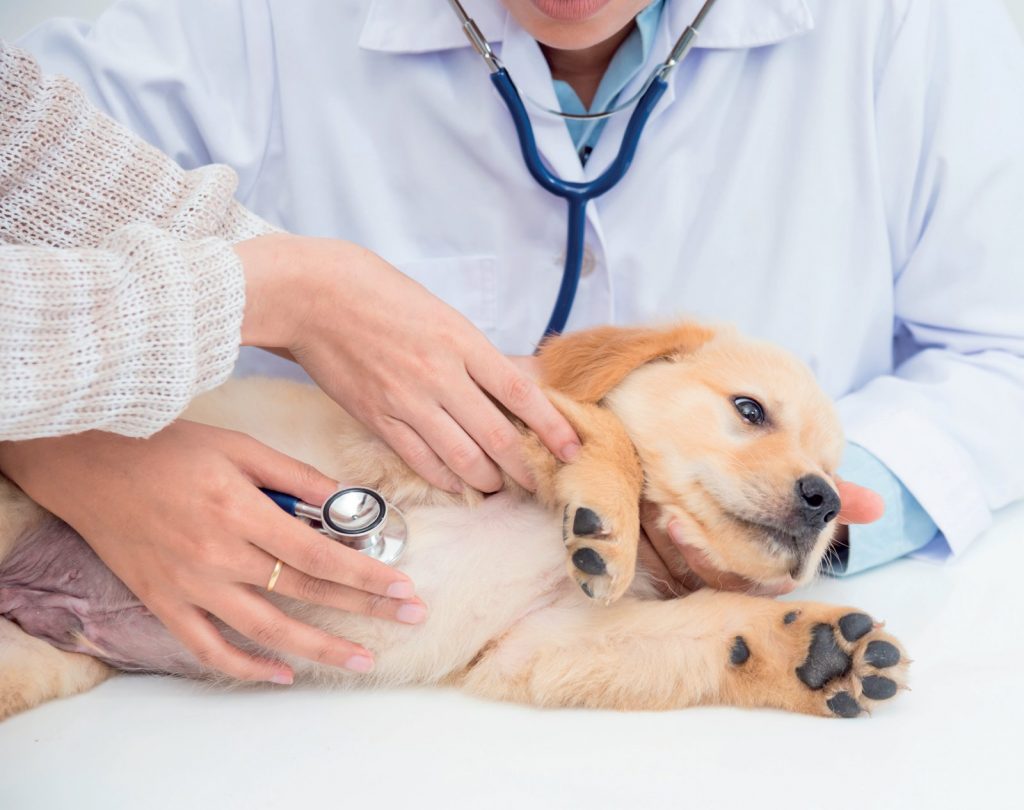 Soluzioni e rimedi se cane e gatto sono celiaci