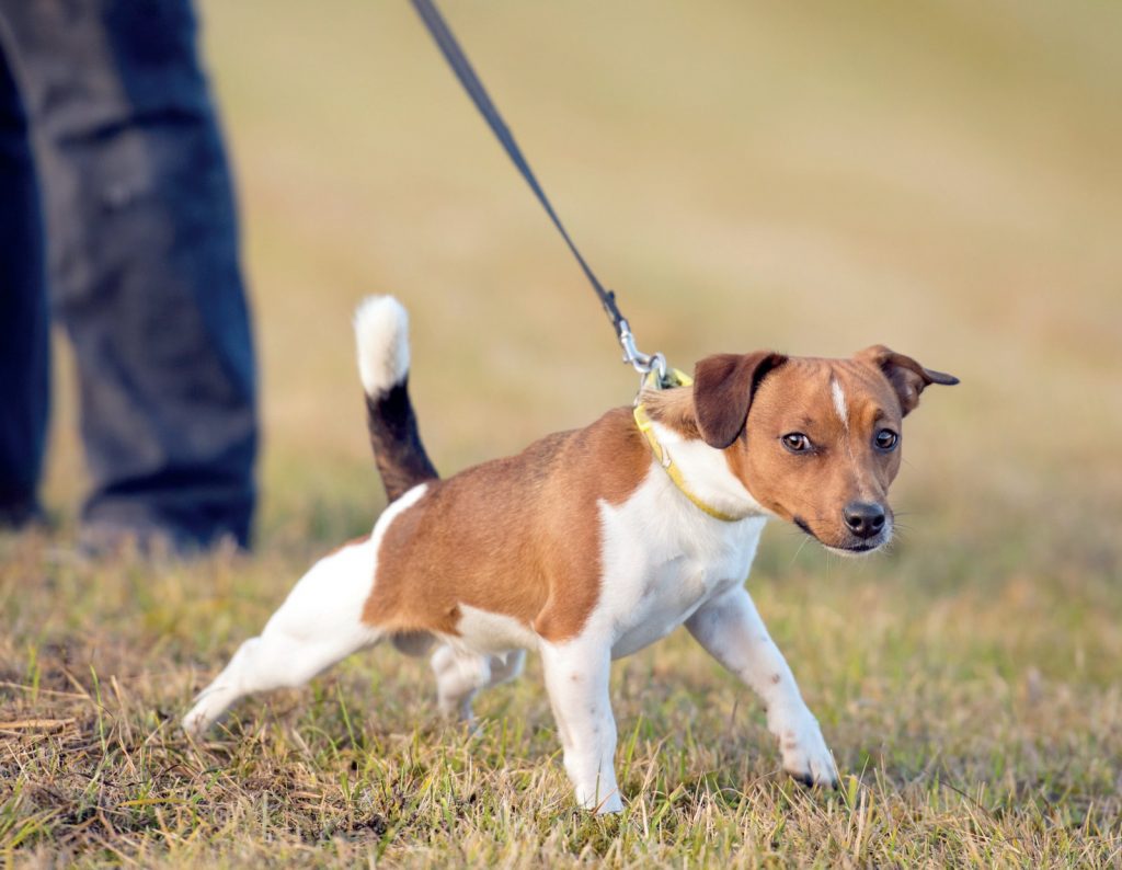 I cinque comportamenti più strani dei cani