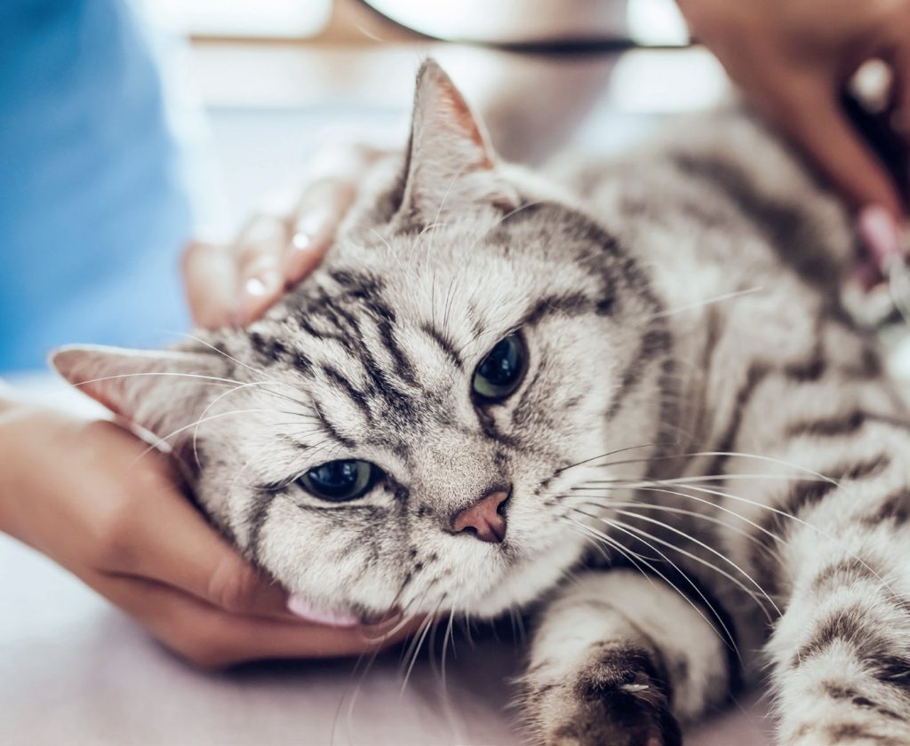 Soluzioni e rimedi se cane e gatto sono celiaci