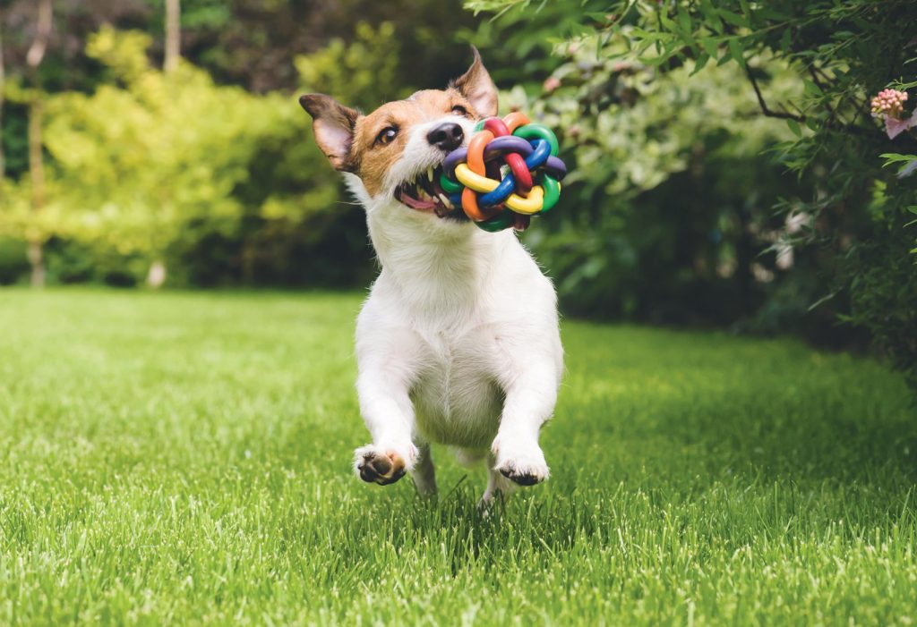 I cinque comportamenti più strani dei cani