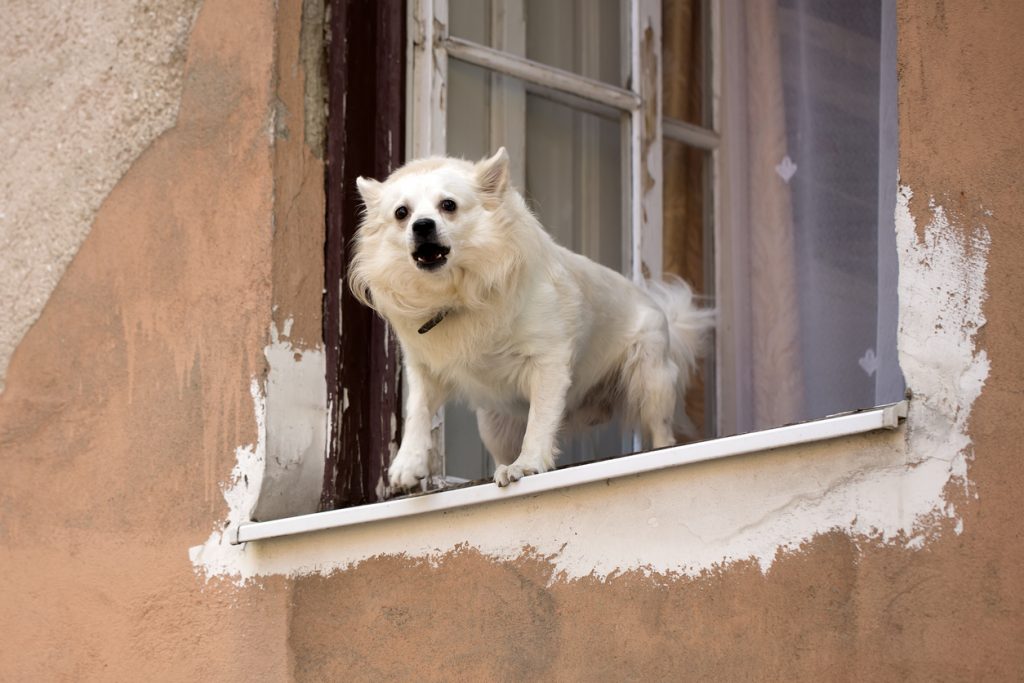 La palazzina crolla, ma il cane eroe abbaia e salva tutti