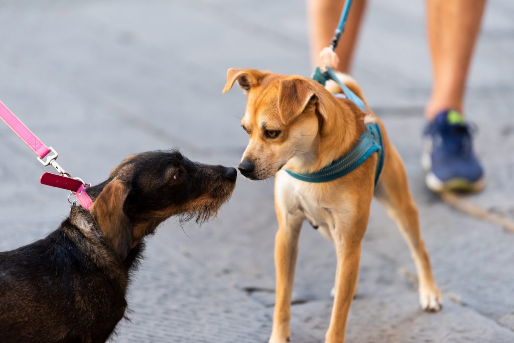 Ukidog, l'app per scegliere che cani incontrare