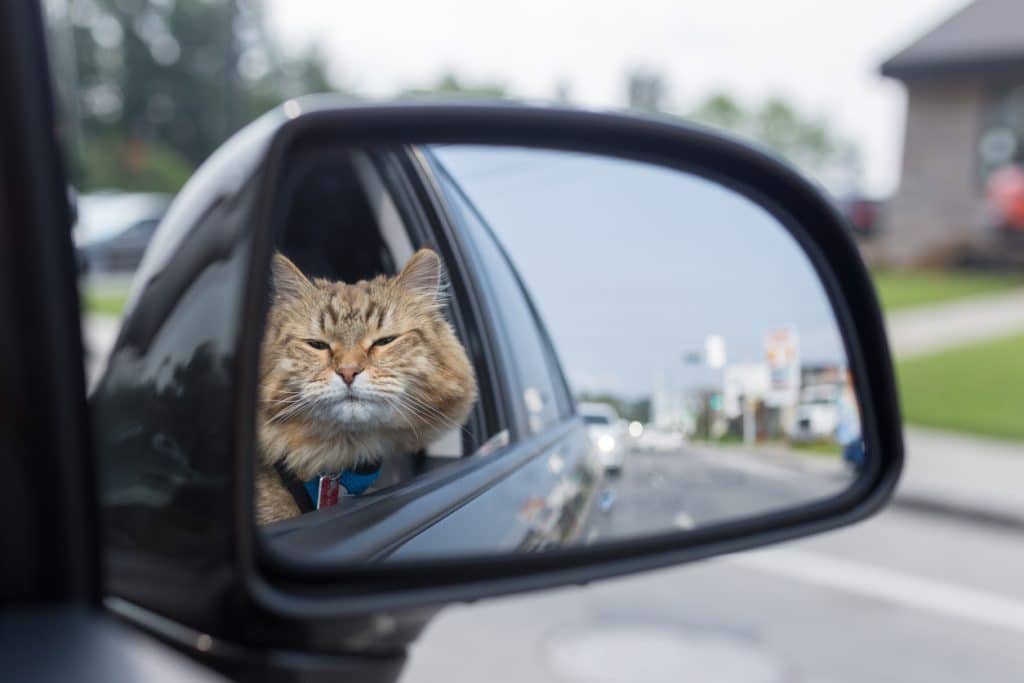 Gatto smarrito e ritrovato, BlaBlaCar lo riporta a casa