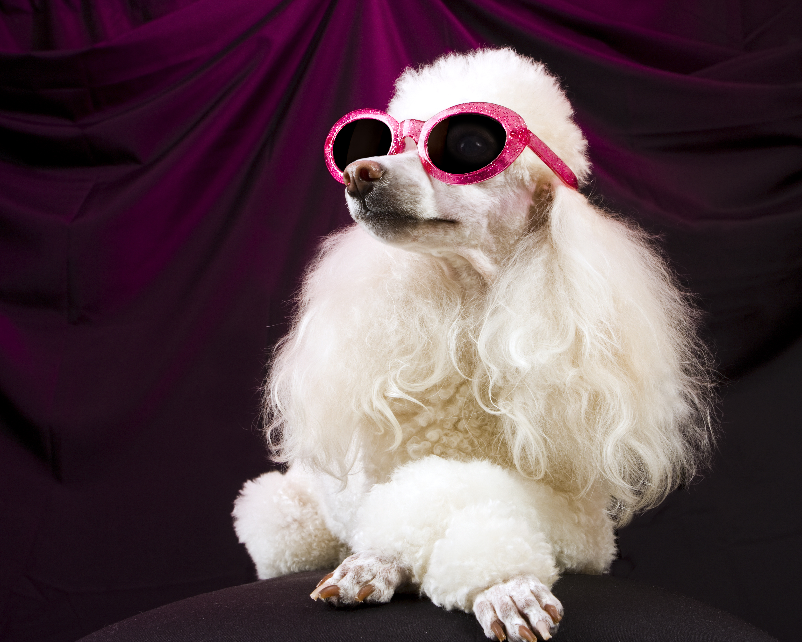 I Cani Piu Popolari Su Instagram Quattro Zampe