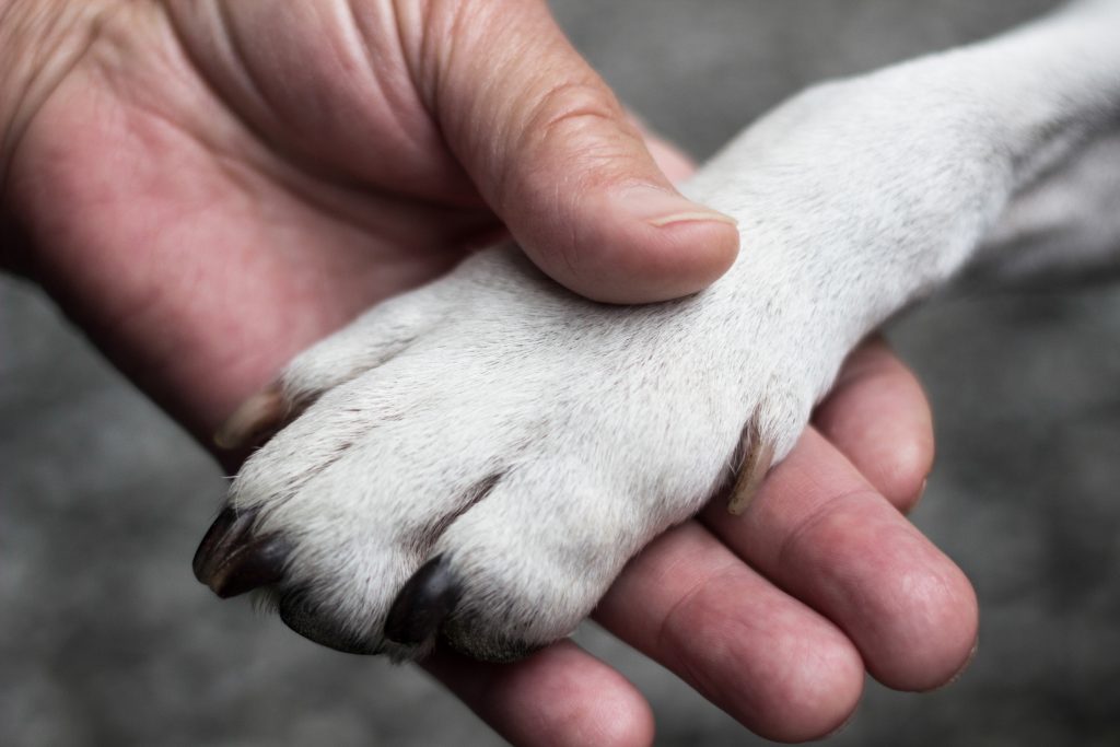 Elvio vuole dire addio ai suoi cani, l'ospedale li fa entrare