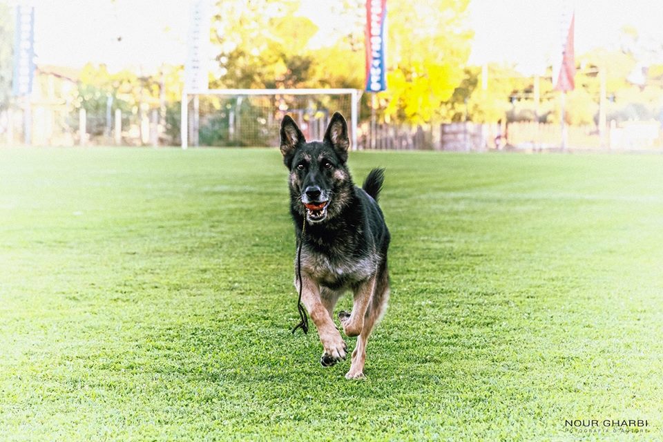 Morto Falco, il cane che salvò tre bimbi all'hotel Rigopiano