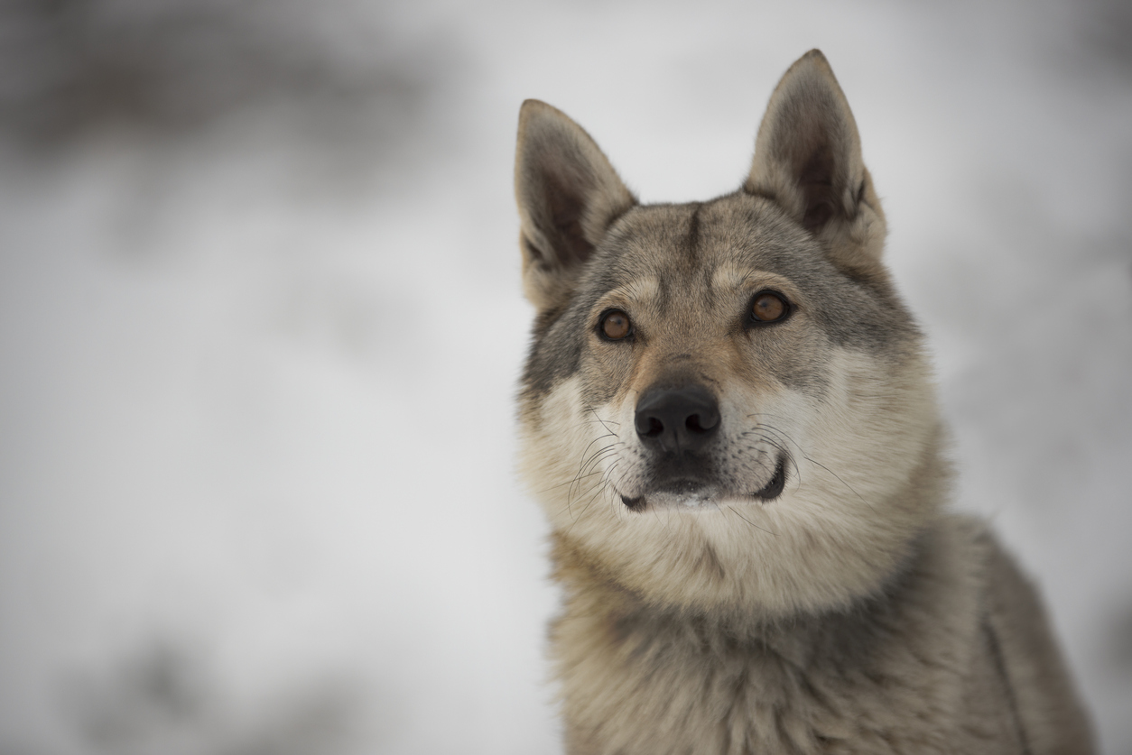 Si erano smarriti: lupi cecoslovacchi uccisi a fucilate