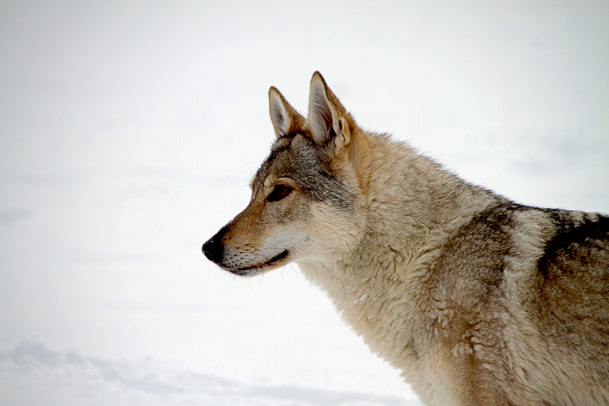 Si erano smarriti: lupi cecoslovacchi uccisi a fucilate