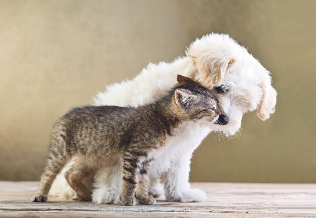 L’importanza delle emozioni del cane