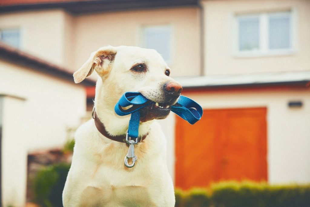 L’importanza delle emozioni del cane