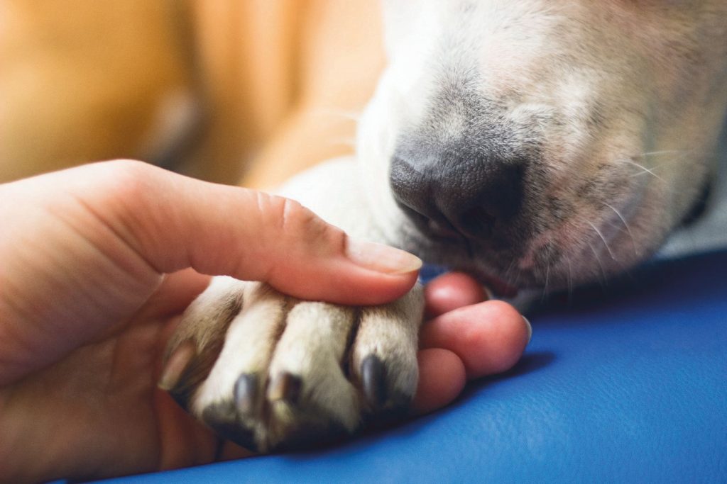 L’importanza delle emozioni del cane