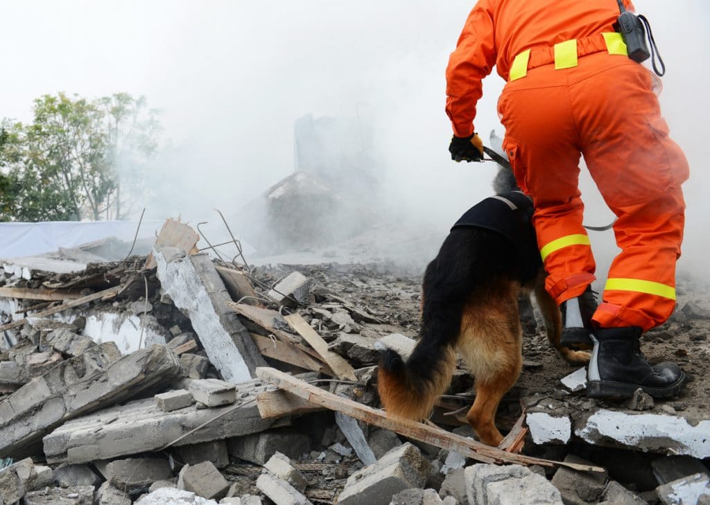 Morto Falco, il cane che salvò tre bimbi all'hotel Rigopiano