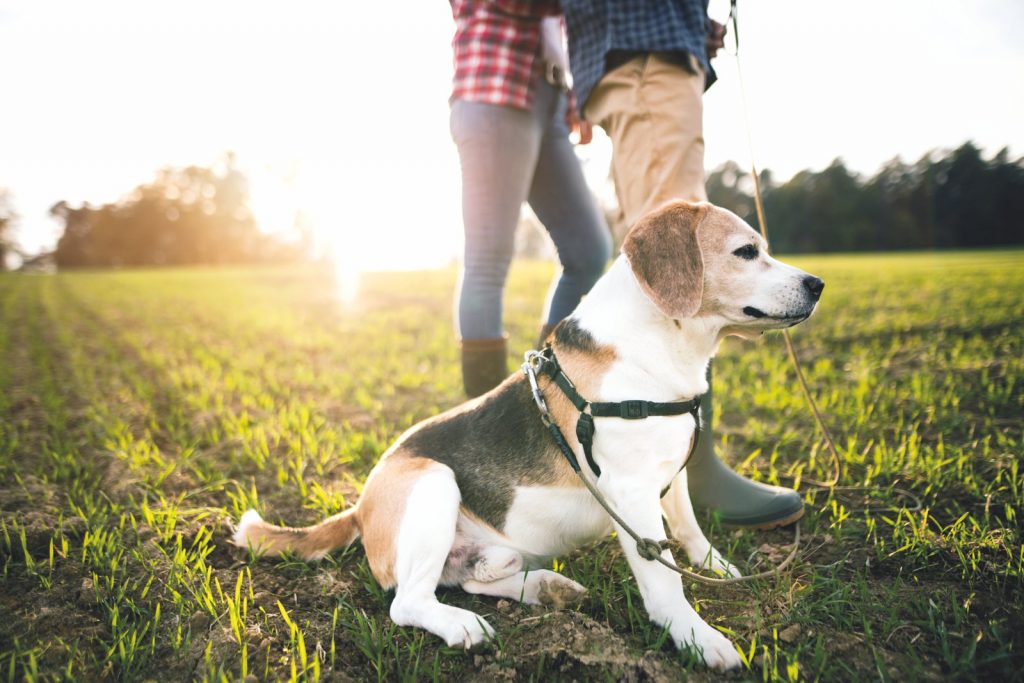 Le regole per educare un cane