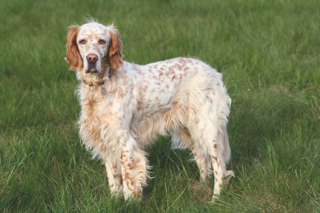 Soluzioni e rimedi se cane e gatto sono celiaci