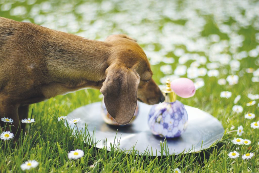 Ecco i comportamenti umani che non piacciono al cane