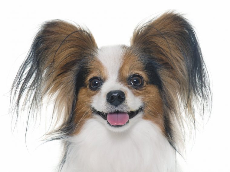 Tutto è Iniziato Con Un Cane E Un Papillon