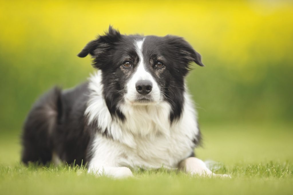 Tutti al centro di agility dog "Le Orme di Reo"