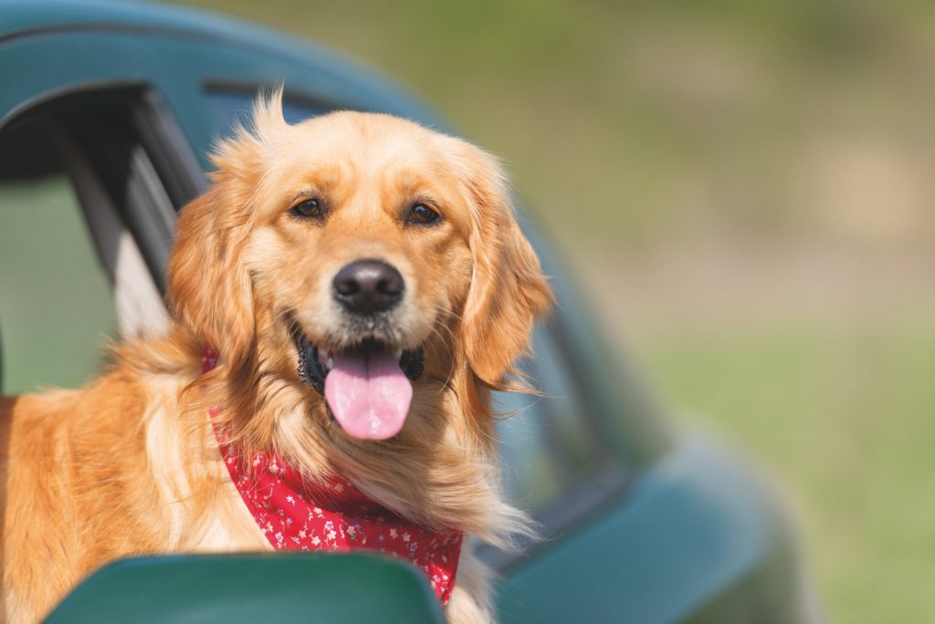 A spasso con Fido in auto