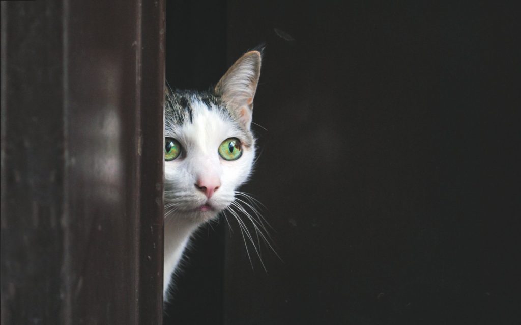 Il gatto ha paura: un guida per aiutarlo