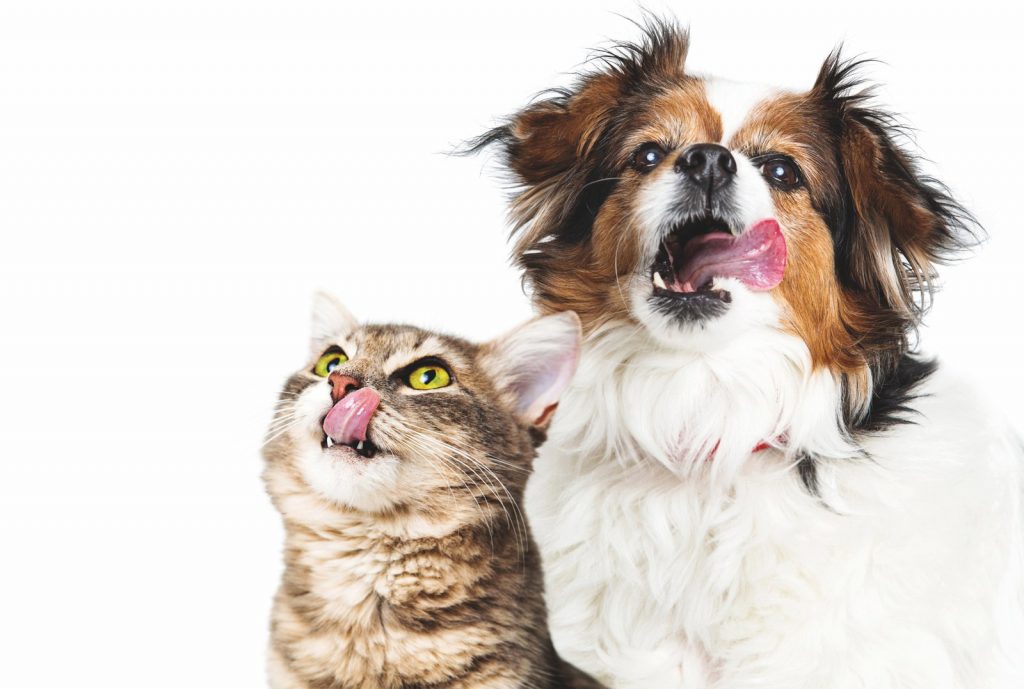 Soluzioni e rimedi se cane e gatto sono celiaci