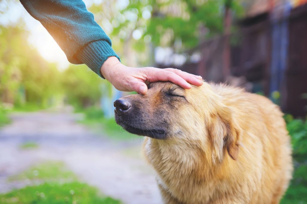 Ecco i comportamenti umani che non piacciono al cane