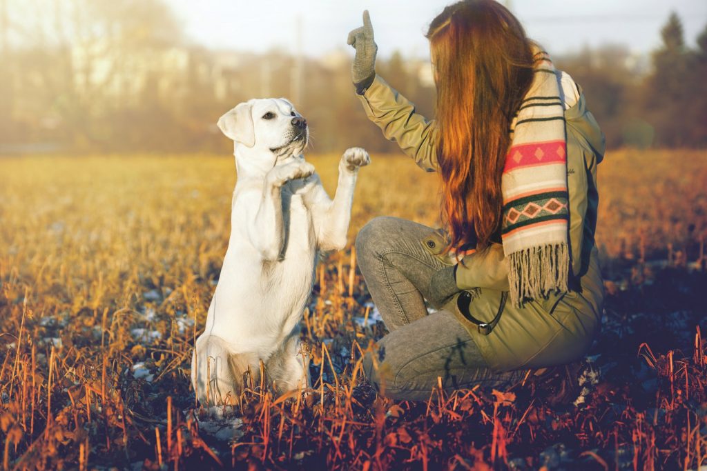 Le regole per educare un cane