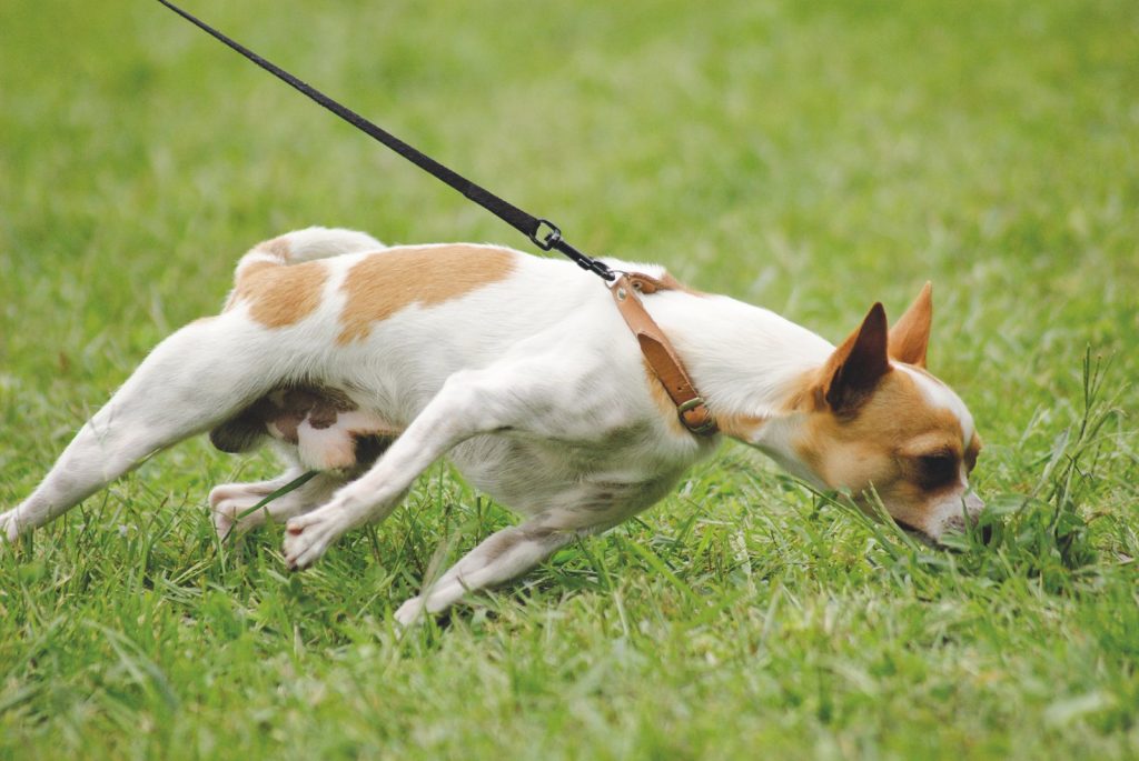 Ecco i comportamenti umani che non piacciono al cane