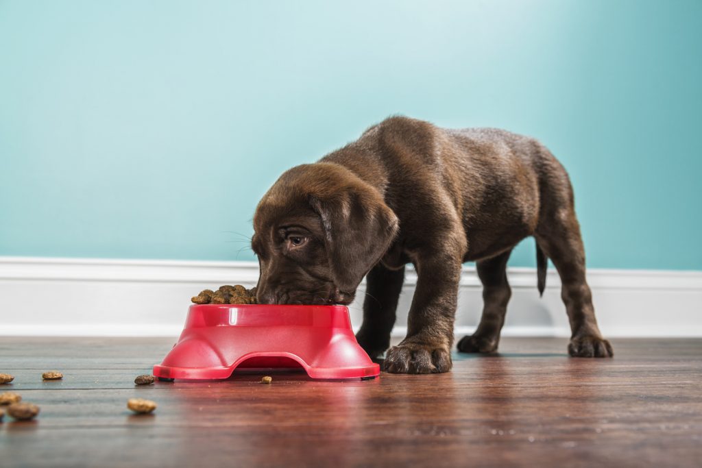 Sconti ai pet per donare 45 mila pasti al Rifugio del Cane