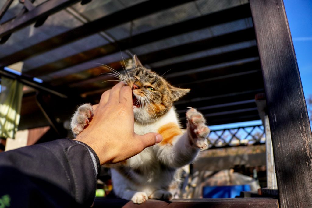 Ministro Costa: "Alzare le pene per il maltrattamento di animali"