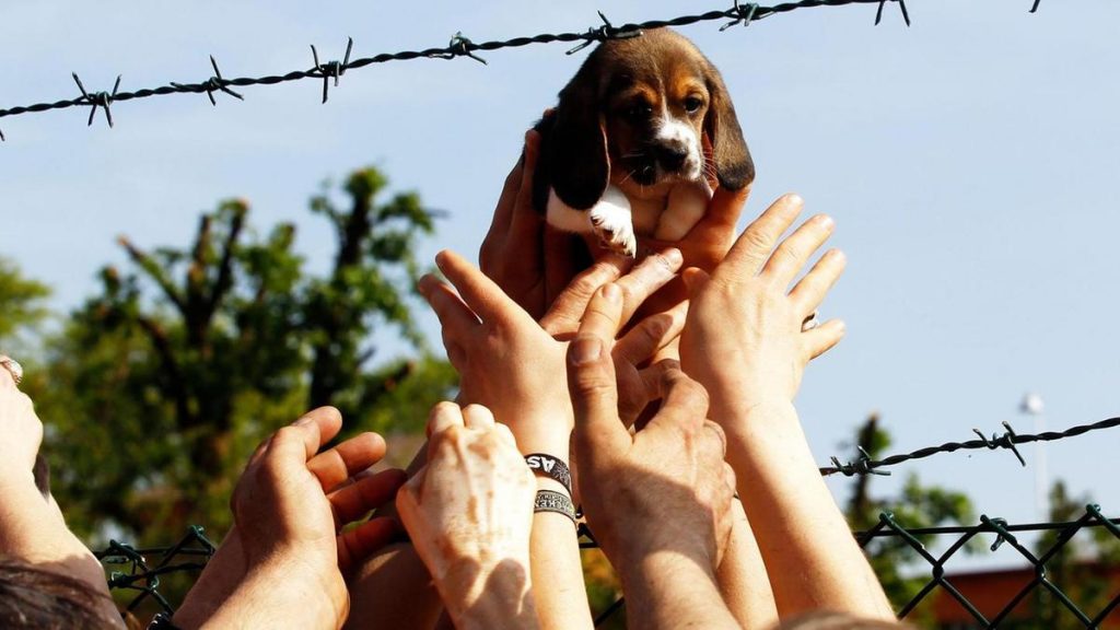 Addio Vita, il beagle di Green Hill che commosse il mondo