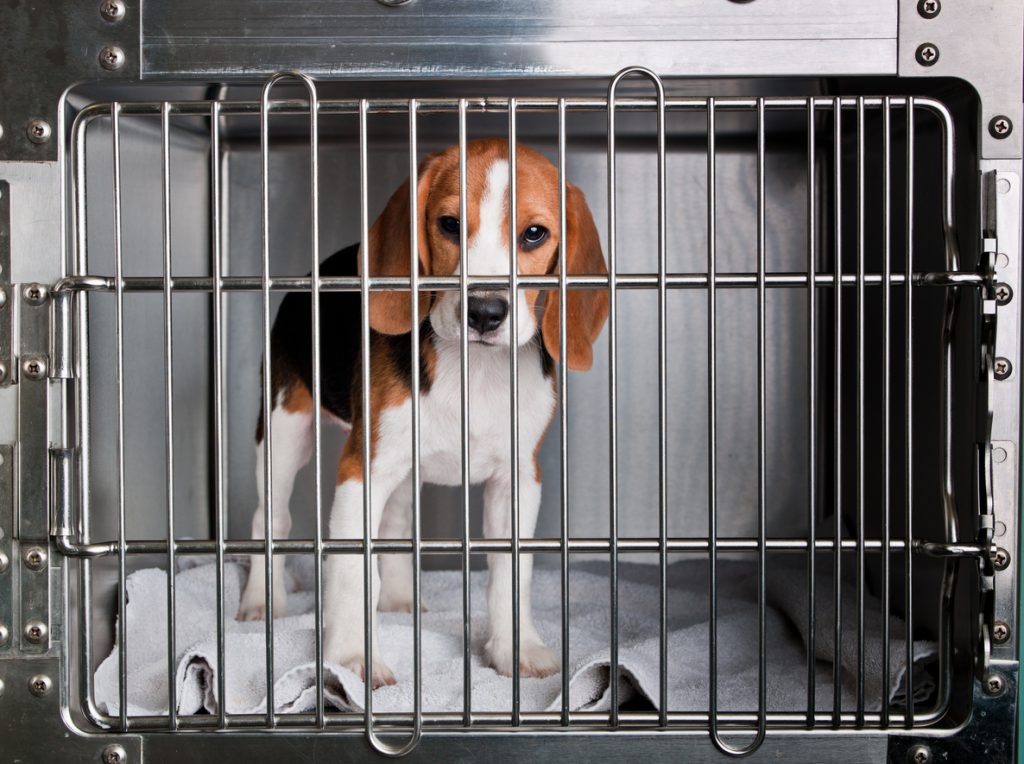 Addio Vita, il beagle di Green Hill che commosse il mondo