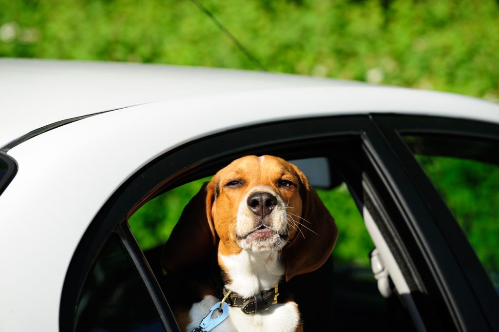 Addio Vita, il beagle di Green Hill che commosse il mondo