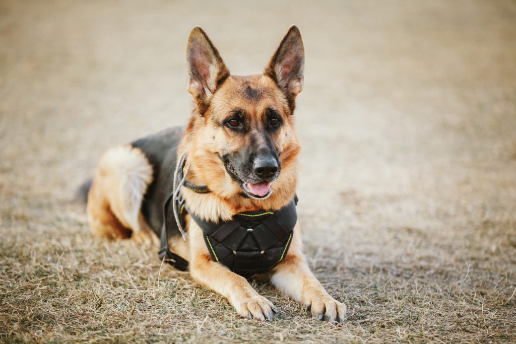 L'appello degli agenti: "Più spazio per i cani poliziotto"