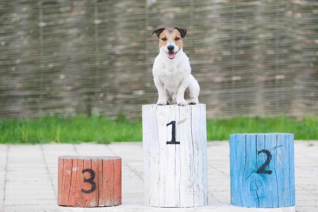 CORRI DOG, la camminata solidale riparte da Bergamo