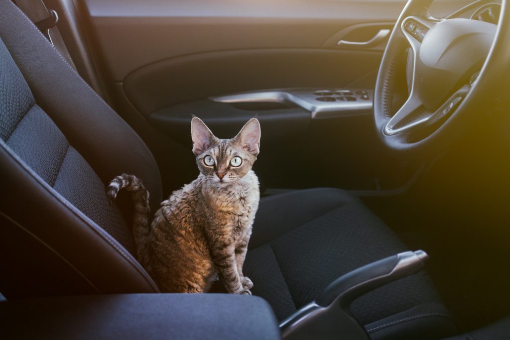 La coppia con il Suv che rapisce il gatto e scappa