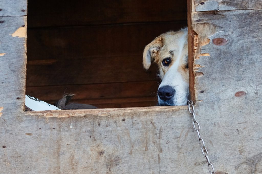 Ministro Costa: "Alzare le pene per il maltrattamento di animali"