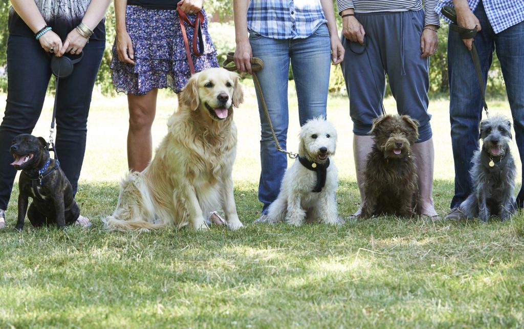 CORRI DOG, la camminata solidale riparte da Bergamo