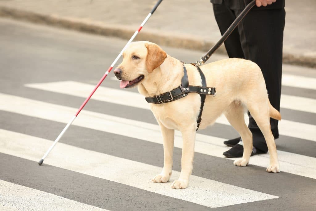 CORRI DOG, la camminata solidale riparte da Bergamo