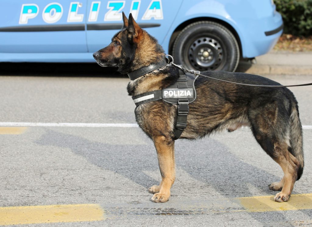 L'appello degli agenti: "Più spazio per i cani poliziotto"