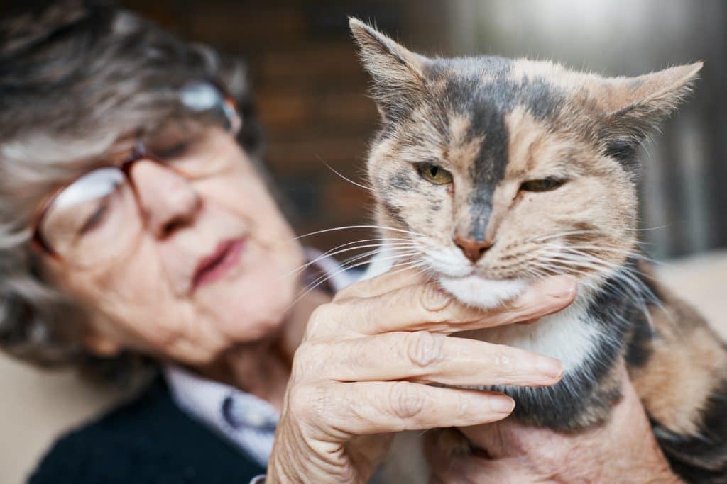 Gina, la gatta di Ravenna che ha compiuto trent'anni